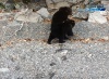 В Алтайском заповеднике выпустили в природу спасенных медвежат